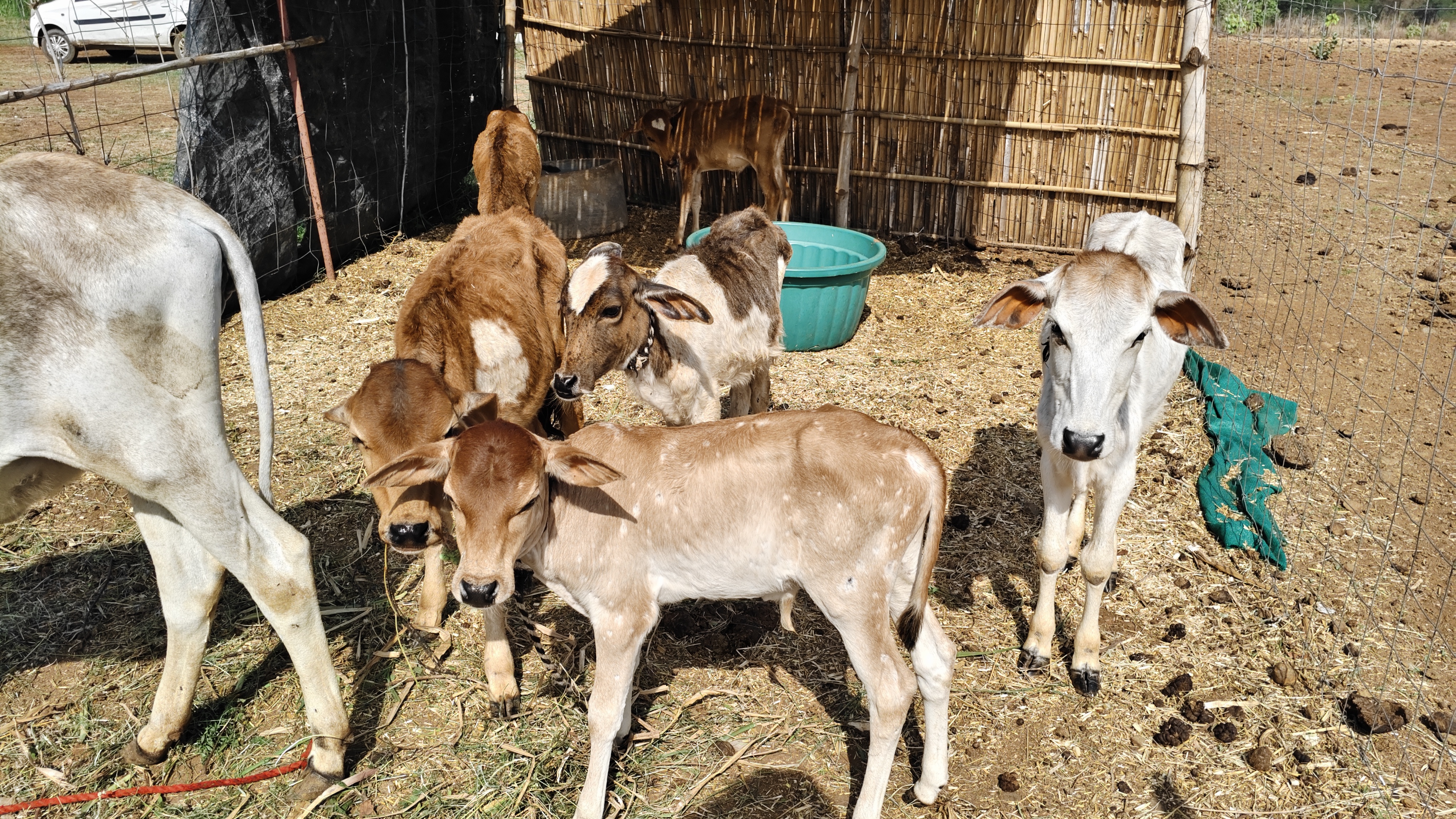 Cow shelter